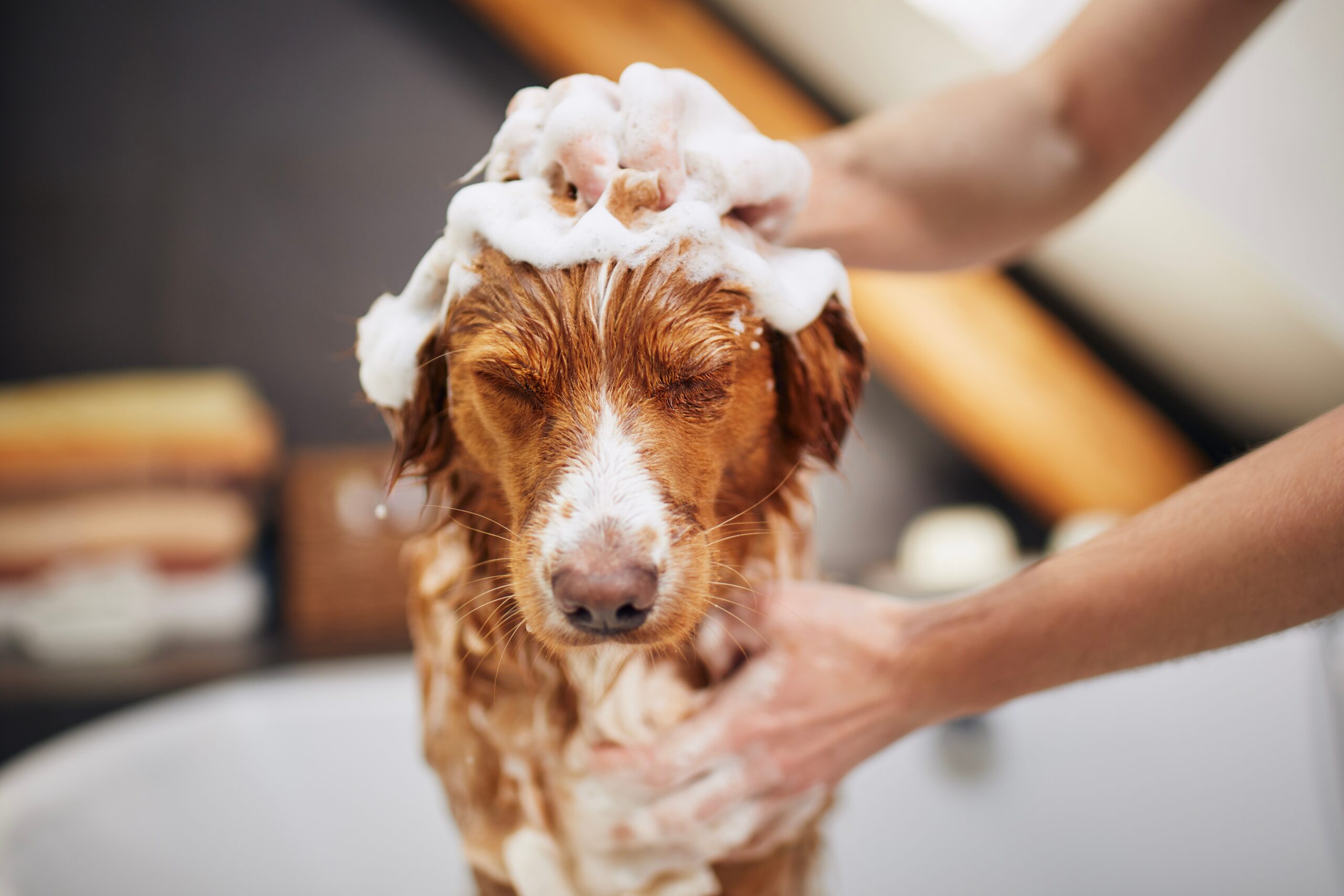 Best Smelling Dog Shampoo 8 Scents We Adore Vetstreet Vetstreet