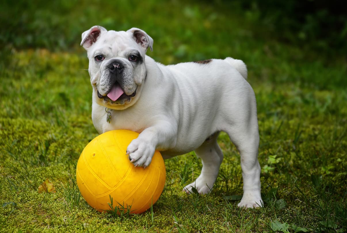 French Bulldog Dog Breed Information - Vetstreet | Vetstreet