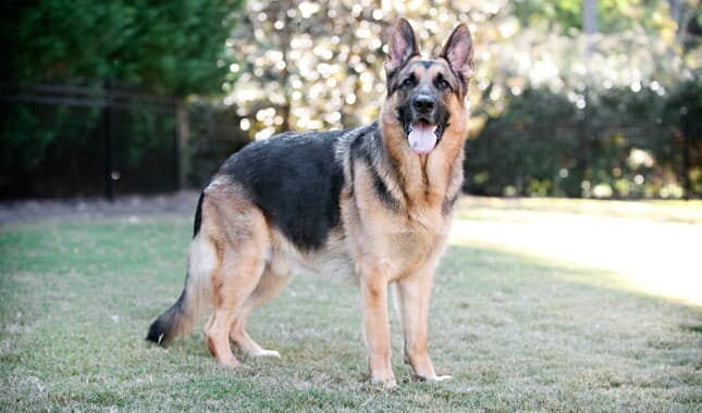 are all german shepherds aggressive