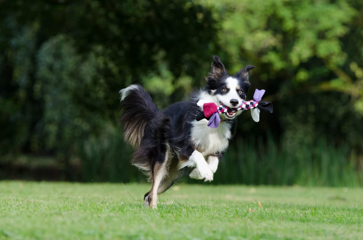8 Things You Must Never Do to Your Border Collie 