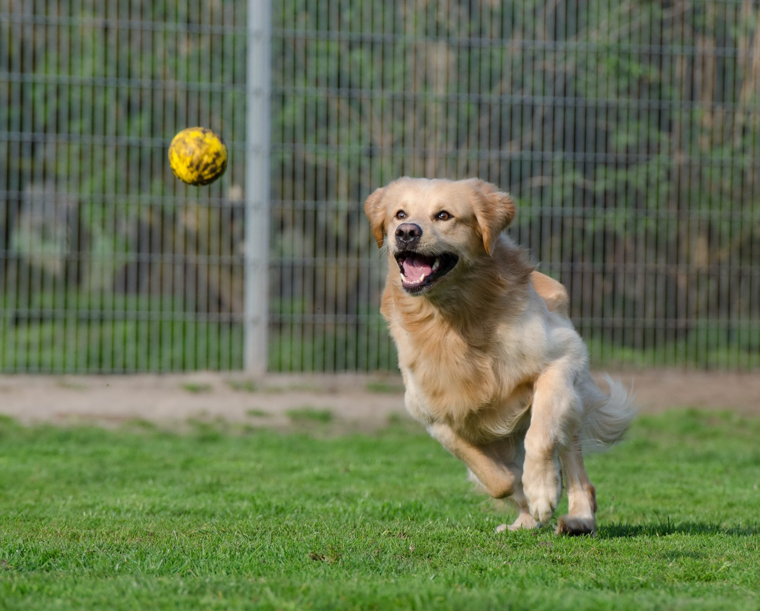 5 Simple Games To Play At Your Pet Business Event