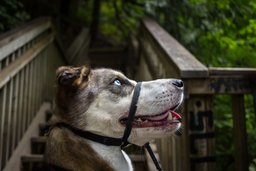 Head Halters for Dogs Learn How They Work and the Controversy Behind Them Vetstreet Vetstreet