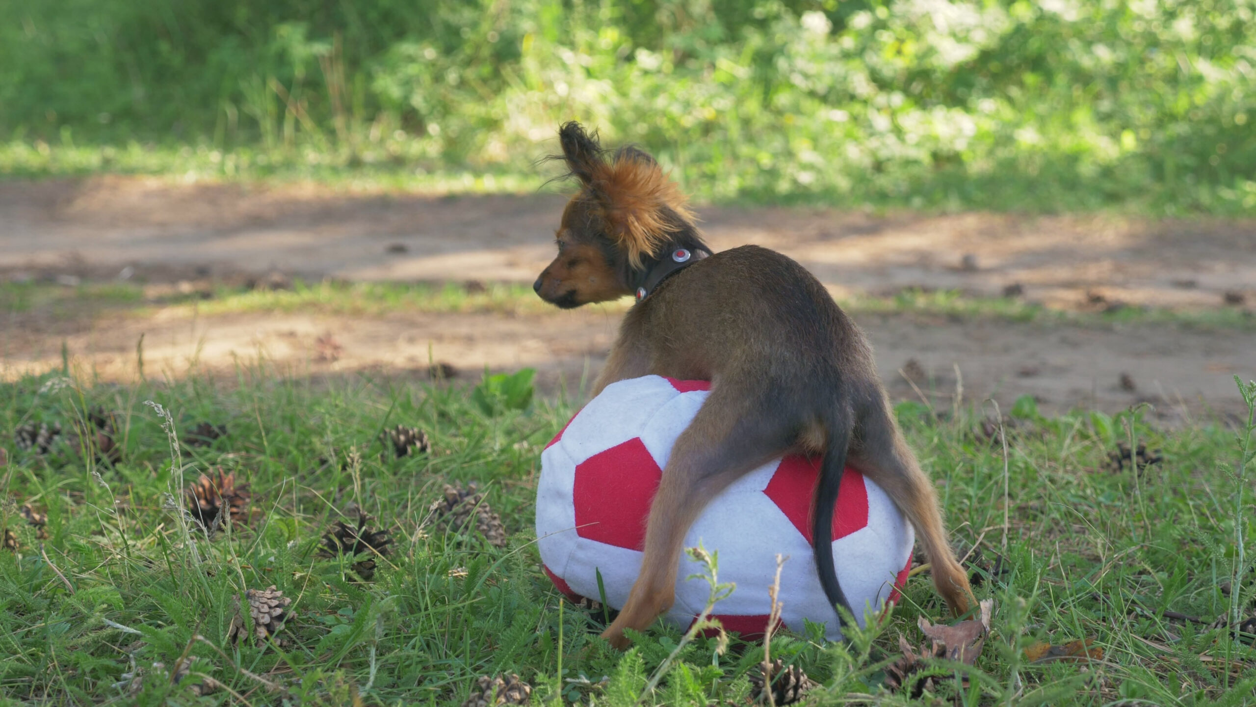 ¿Por Qué Mi Perro Castrado… Aún Trata de Montar Cosas?