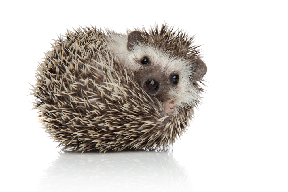 Hoping for a Hedgehog? 10 Things to Know Before Bringing One Home