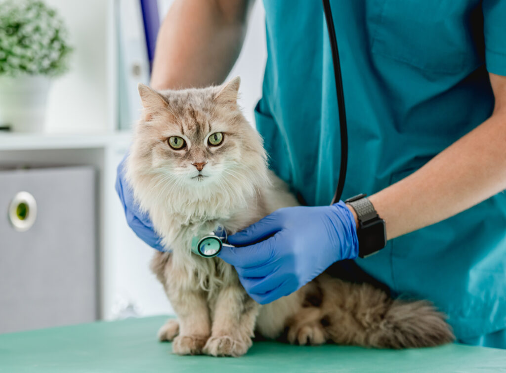 veterinarian examining cat