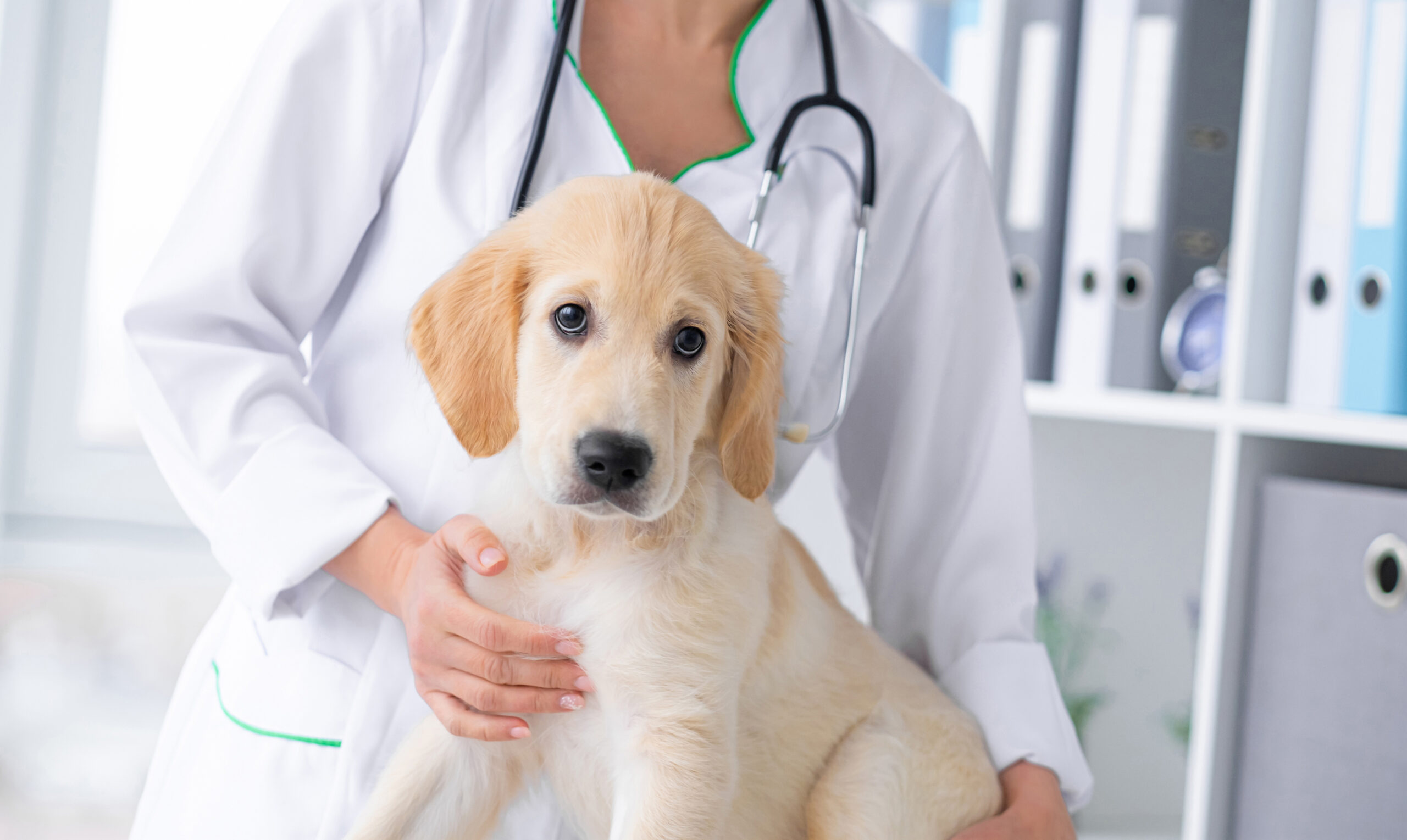 Cirugía de Esterilización (Castración) en Hembras