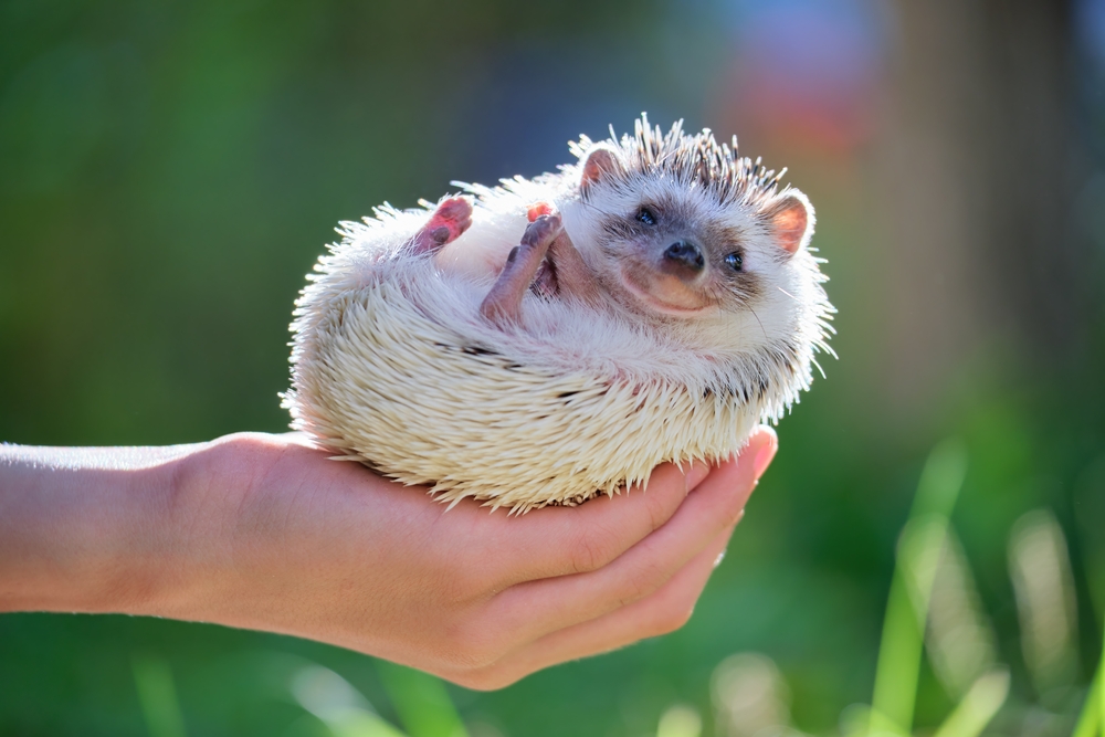 hedgehog in owner's hands outside