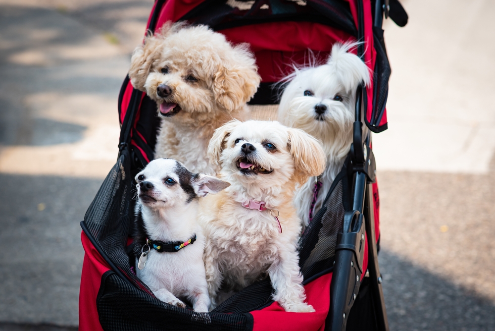 How Wagons and Strollers Can Help Your Mobility-Impaired Pet