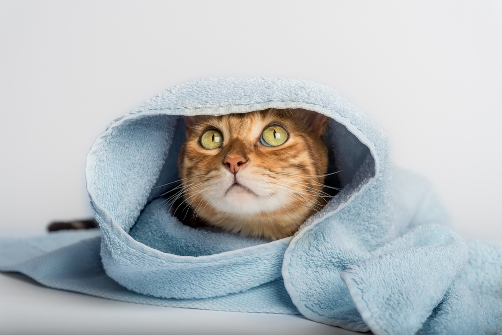 Towel Wrap Your Cat in 5 Scratch-Free Steps