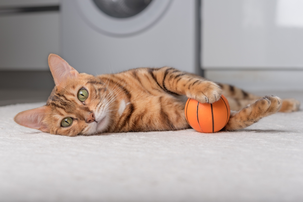 Your Adult Cat: What to Expect at 5 – 6 Years