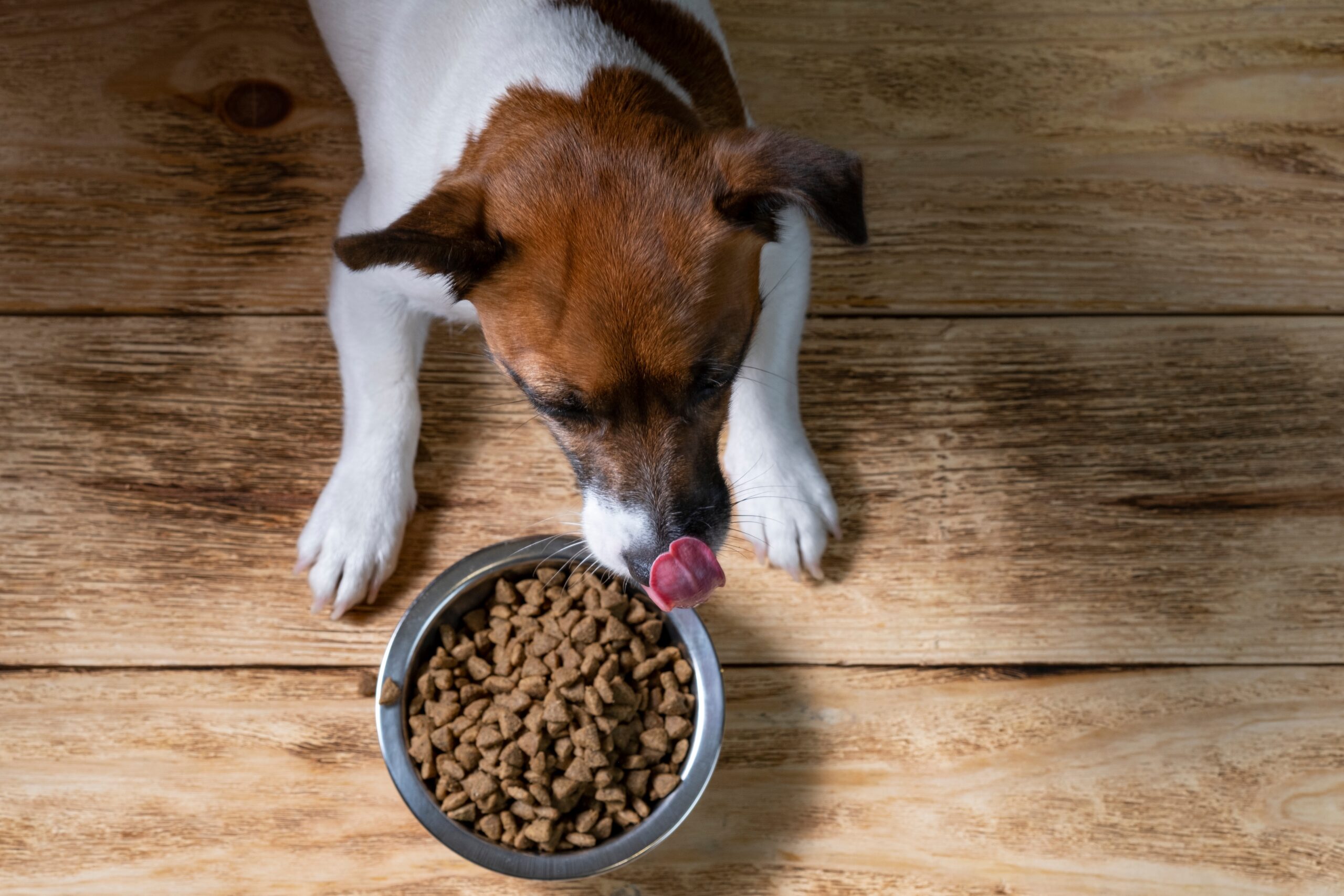 ¿Por Qué Mi Perro... Empuja Su Tazón Por Todos Lados?