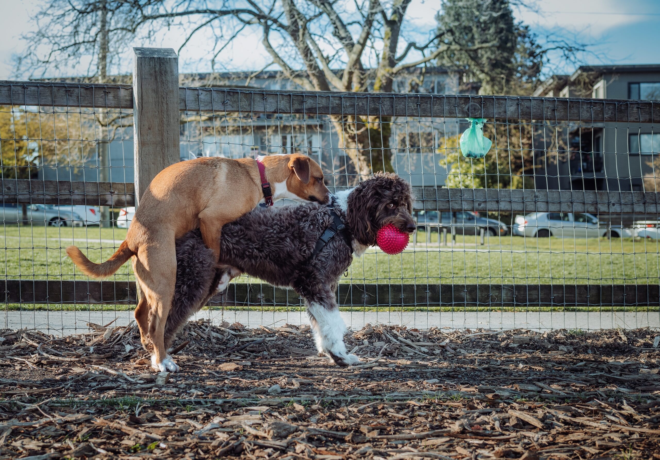 Dog humps blanket best sale