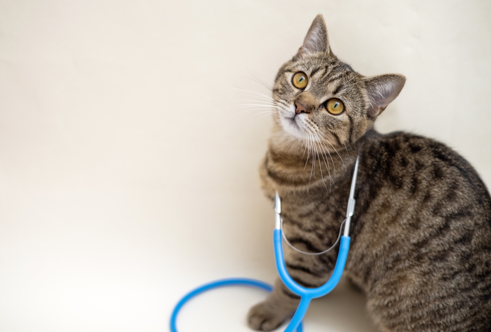 Check Your Cat's Vital Signs at Home