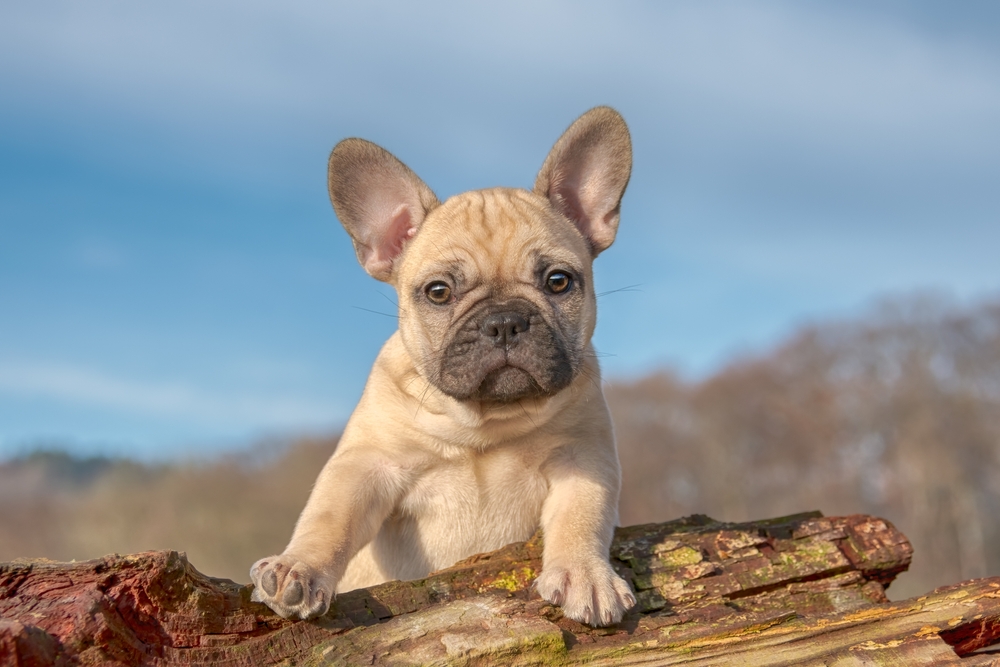 The Most Trendy Puppy Names