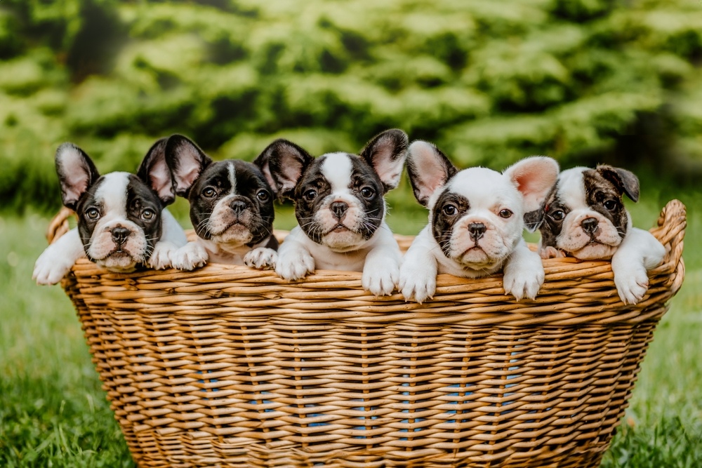 Most Popular Puppy Names