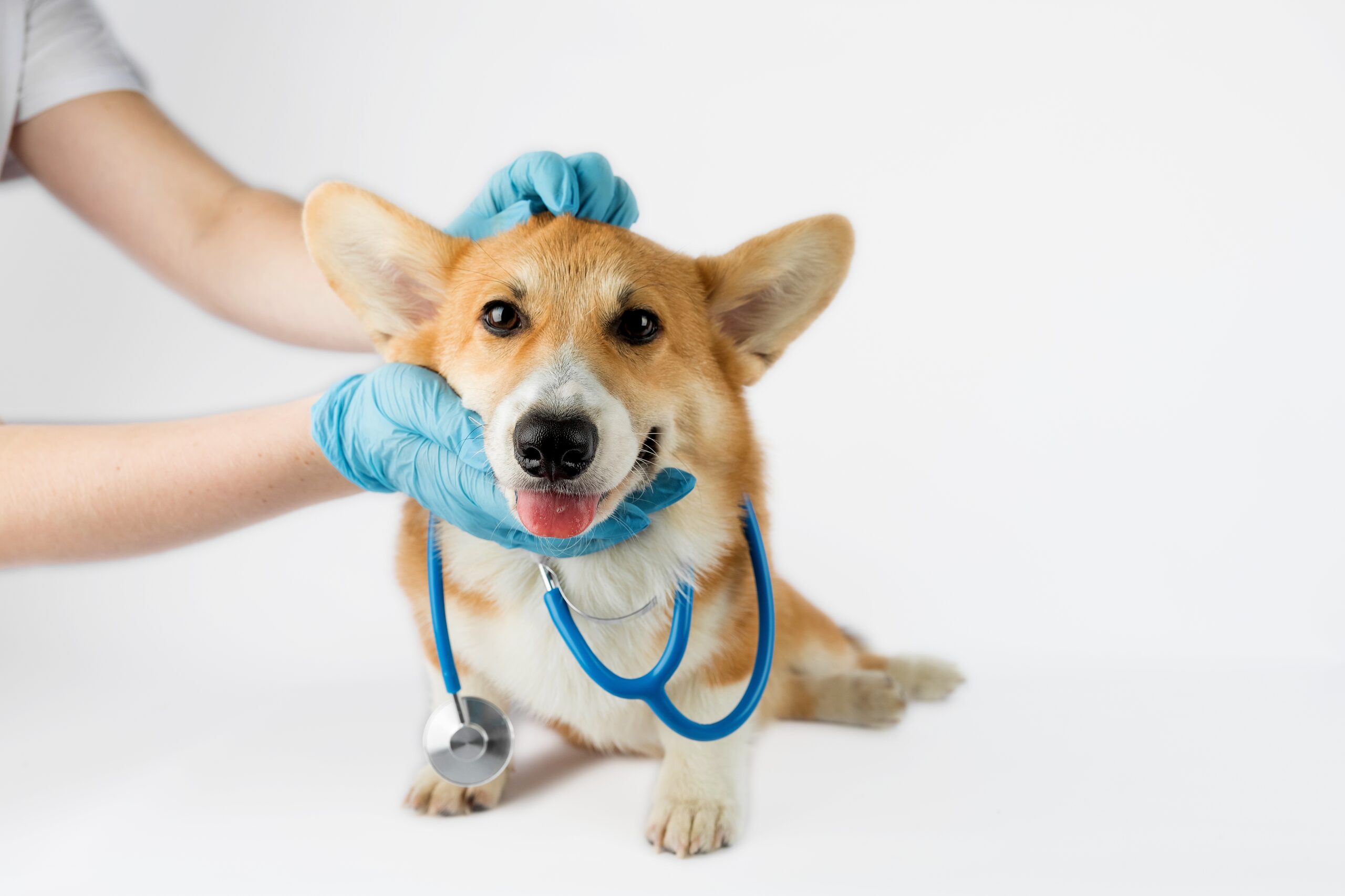 Pruebas de Nivel Tiroideo/ Pruebas de Perfil Tiroideo/ Hipotiroidismo Canino