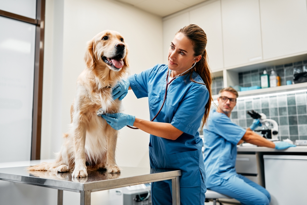 Pet Health Insurance 101: Your Policy Shopping Checklist