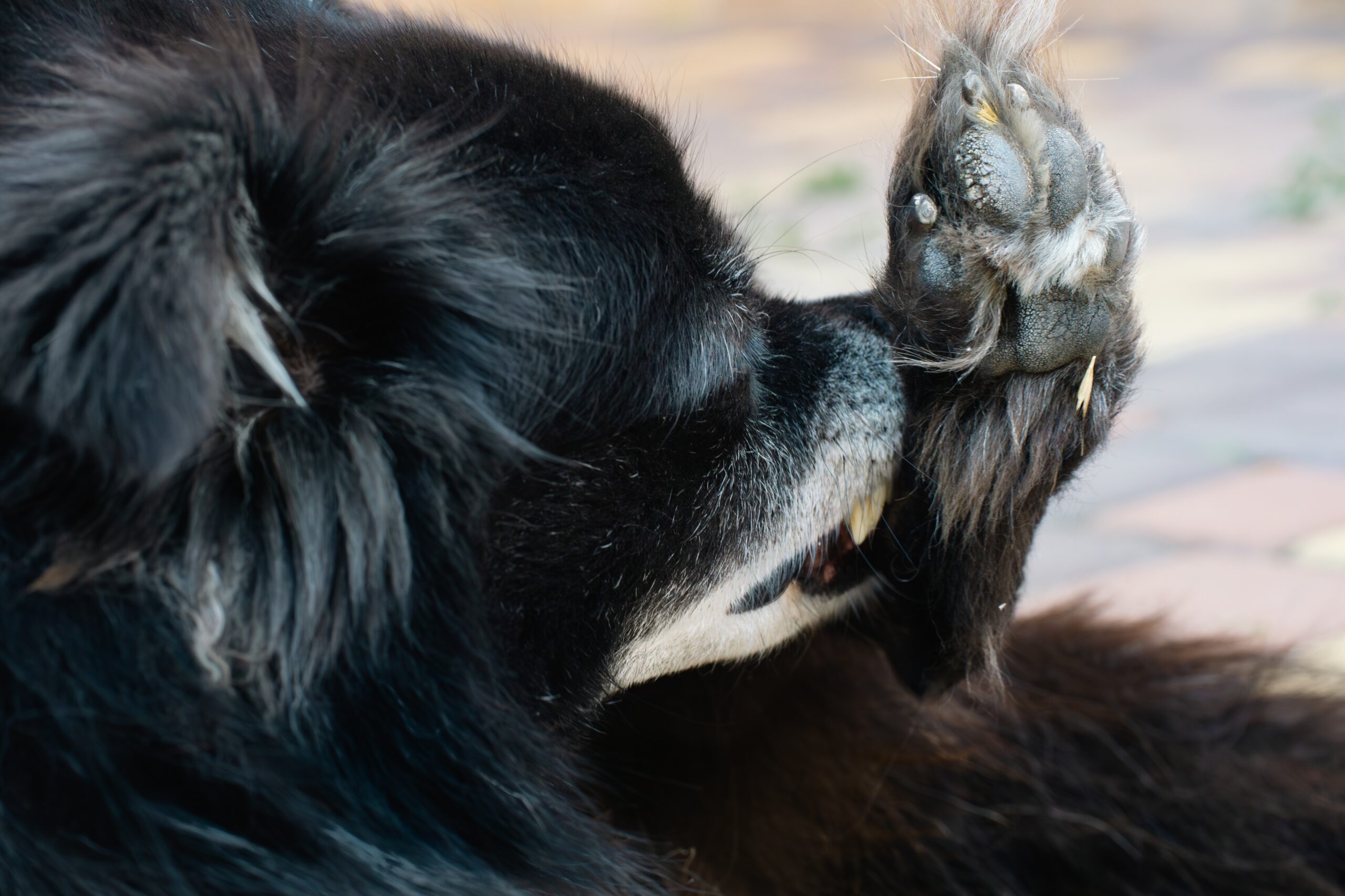 ¿Por Qué Mi Perro… Se Lame y Muerde Sus Patas?