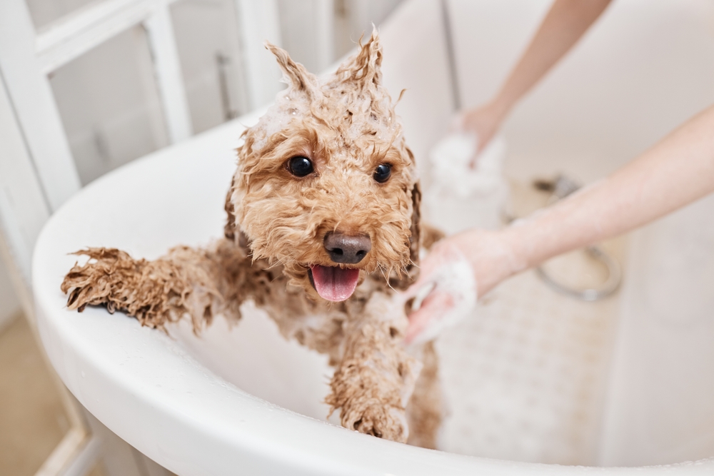 5 Ways to Soothe Your Dog's Grooming Anxiety