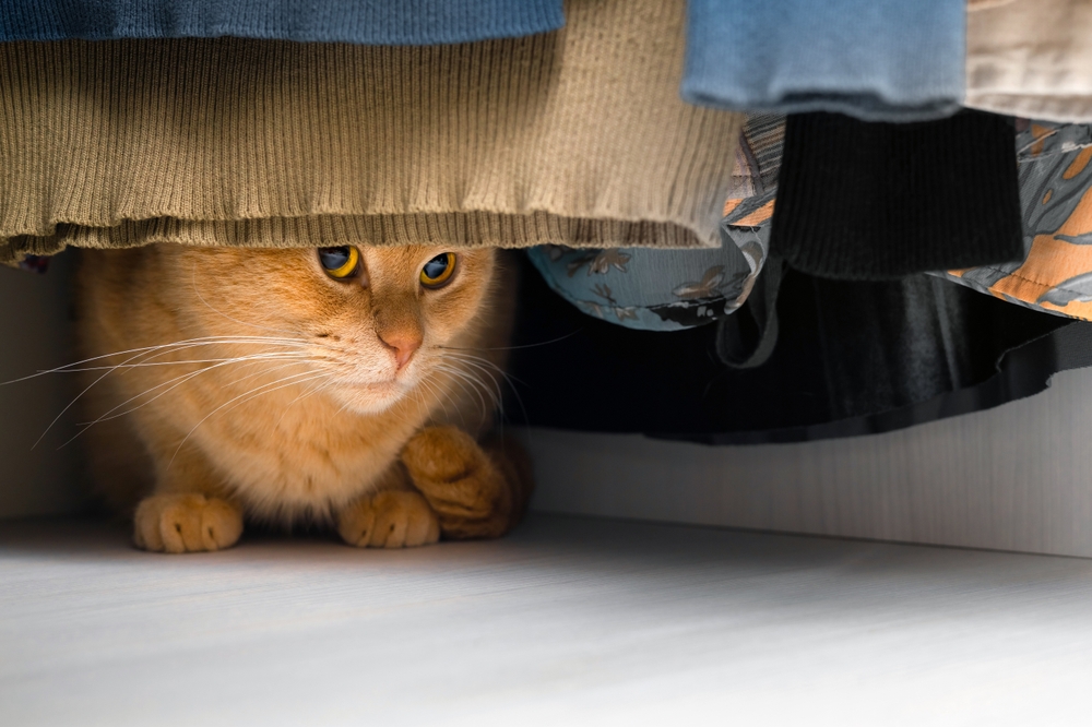 10 Ways to Manage Cat Separation Anxiety Vetstreet Vetstreet