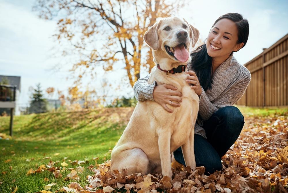 Your Adult Dog: What to Expect at 5 to 6 Years