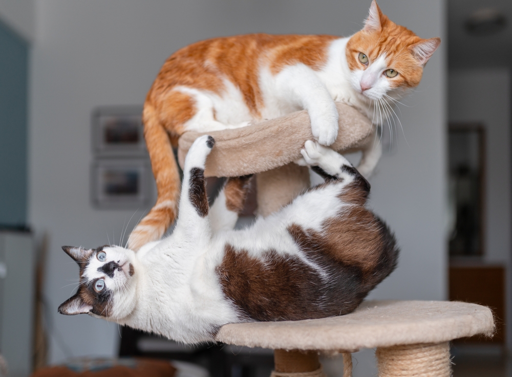 indoor cats playing on a tower