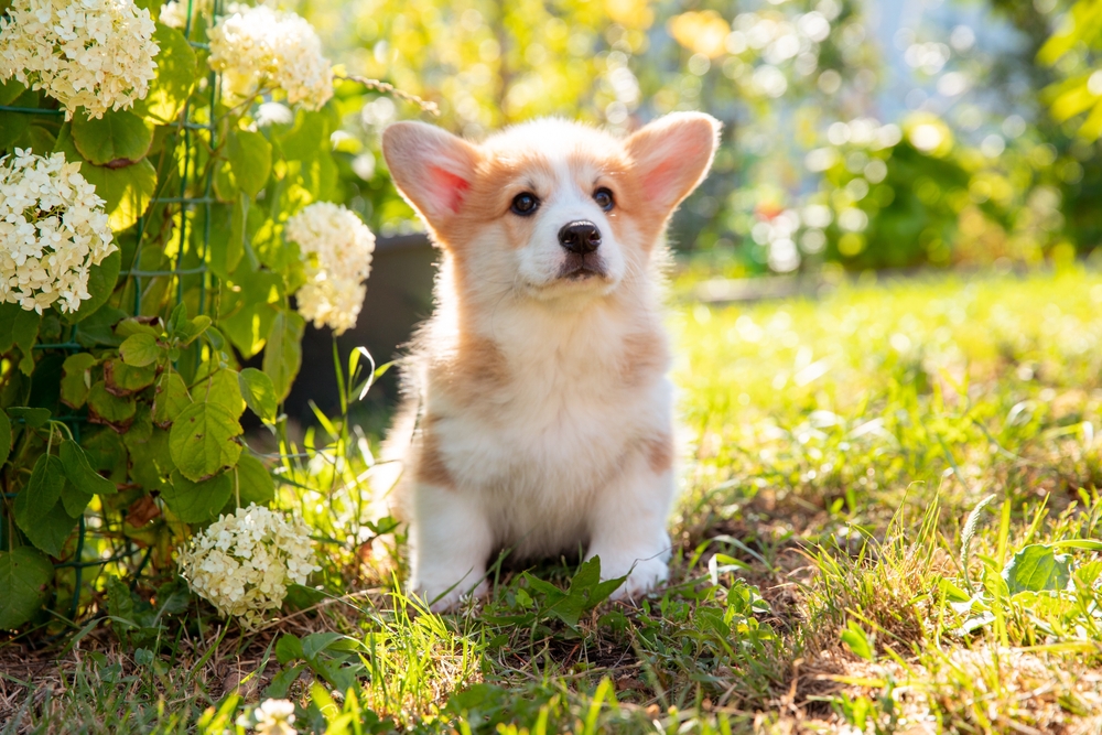 Your Puppy: What to Expect at 8 to 12 Weeks