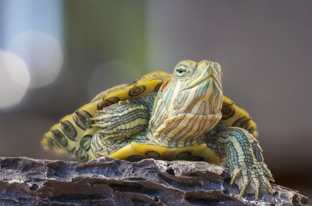 Turtles that Stay Small: Finding the Perfect Pet Turtle - Pet Territory