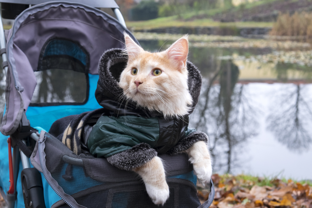 cat in a stroller