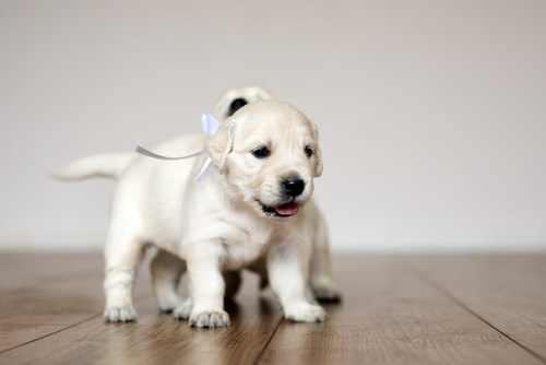 puppy with light colored fur walking on hardwood floors