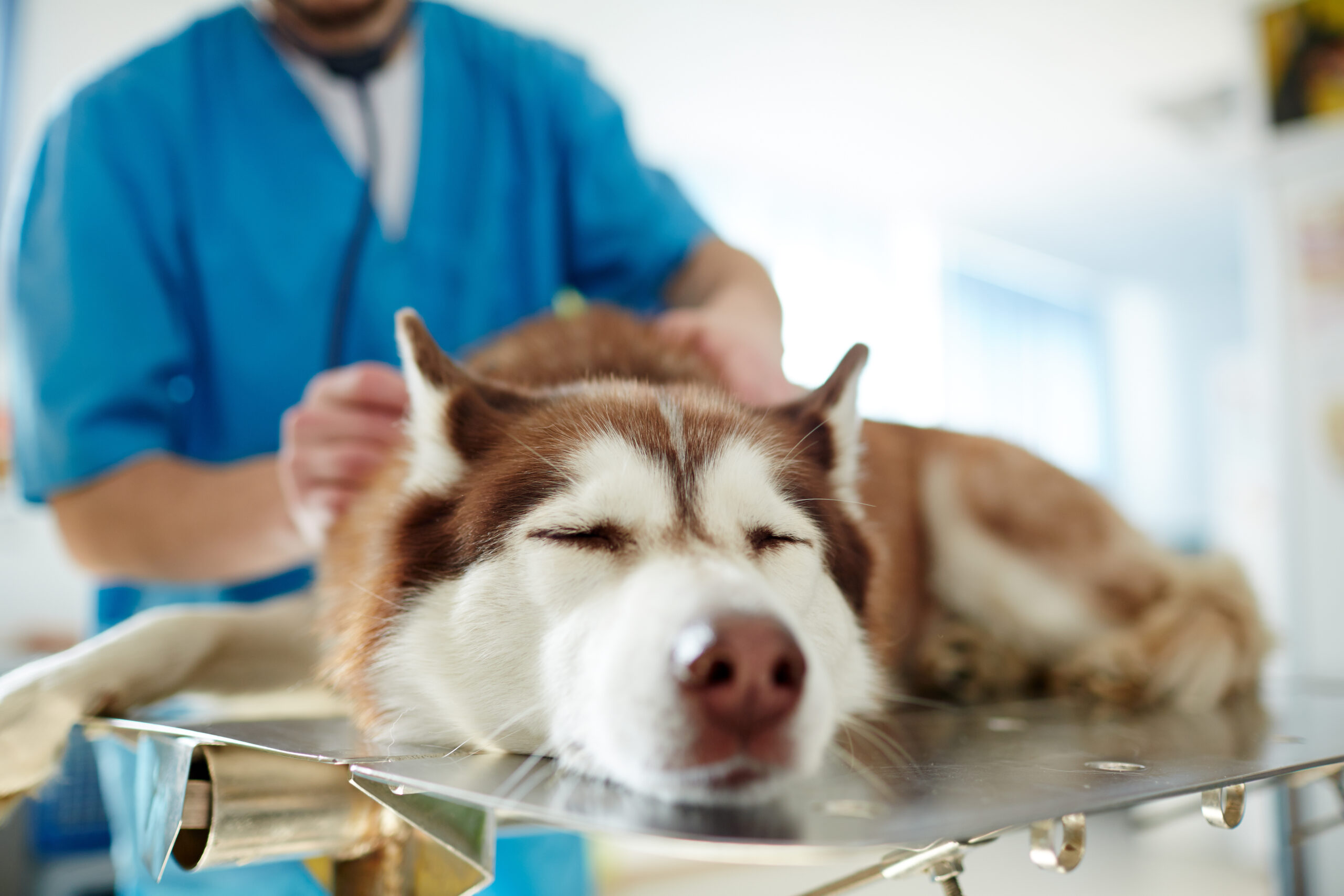 Canine Heartworm Testing