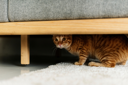 cat hiding under couch
