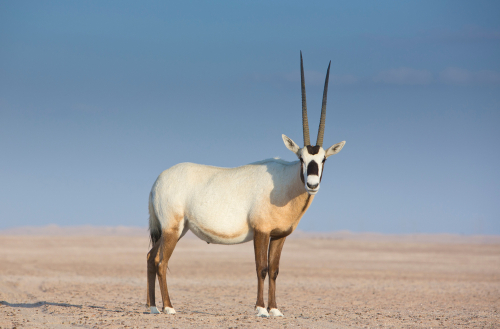 Arabian Oryx