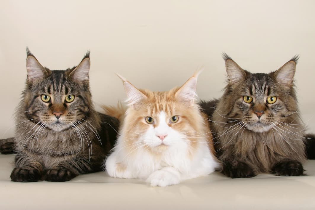 orange and white maine coons