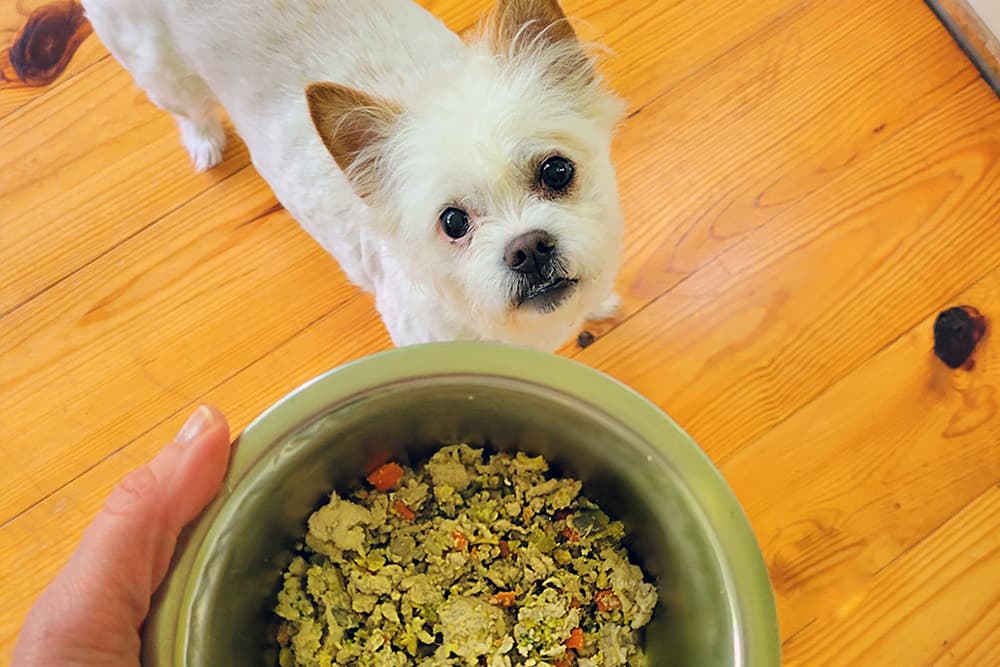 Chi Dog Review: Healing Food Therapy for Dogs