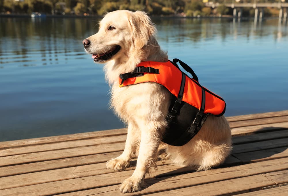 A life vest makes me a water dog as much as wearing Gucci makes one ready  to be a model. It doesn't! – Darwin the Diabetic Alert Dog
