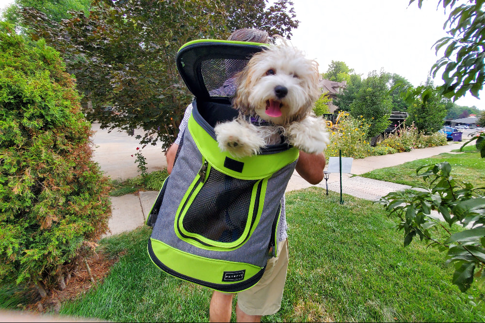 The Best Bags To Carry Your Dog In This Summer — No Matter How Big