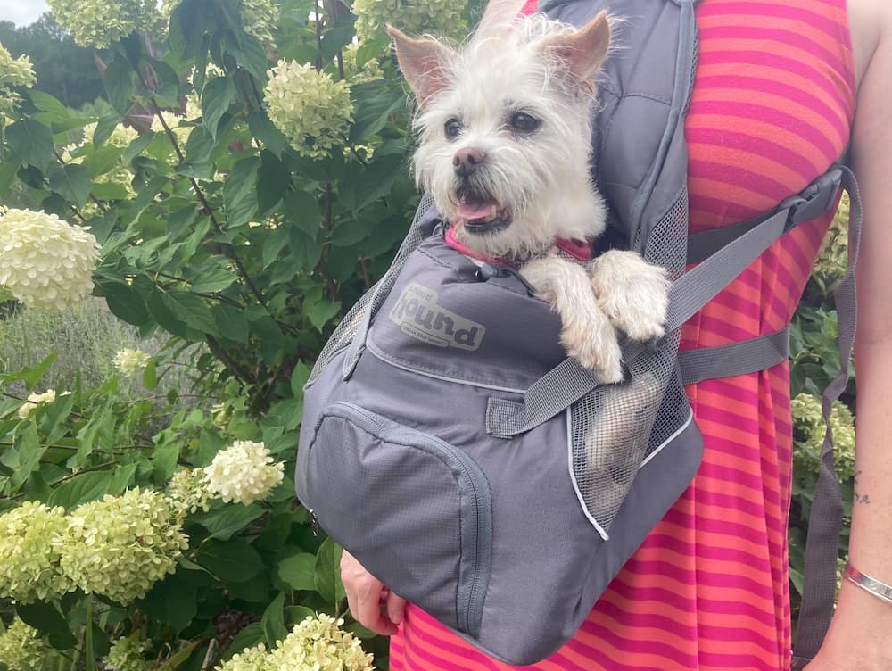 Poshpet Dog Backpack - Dog Carrier Backpack with Foodbowl & Waste Disp –  USA Camp Gear