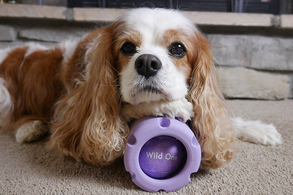 Wild One Tennis Tumble Lilac Dog Toy
