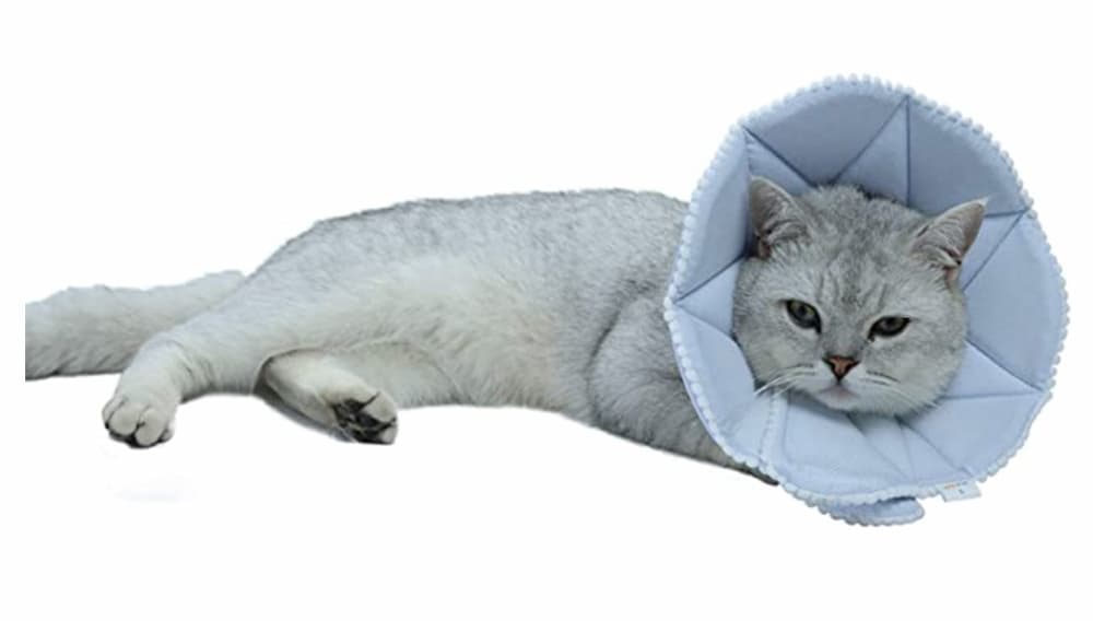 7 Cat Cone Alternatives for Recovery - Vetstreet