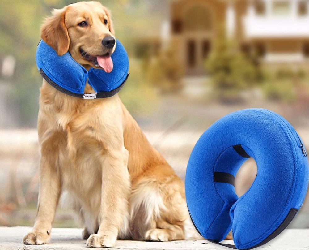 Labrador Dog Collars Prevent Licking Prevent Stock Photo