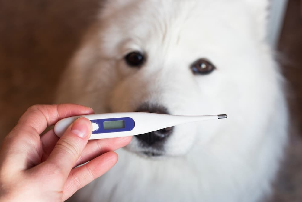 CONTEC Pet Thermometer Dog Thermometer Dual Scale Waterproof Veterinary  Thermometer with a Flexible Tip Suitable for Cats/Dogs/Horse/Veterinarian