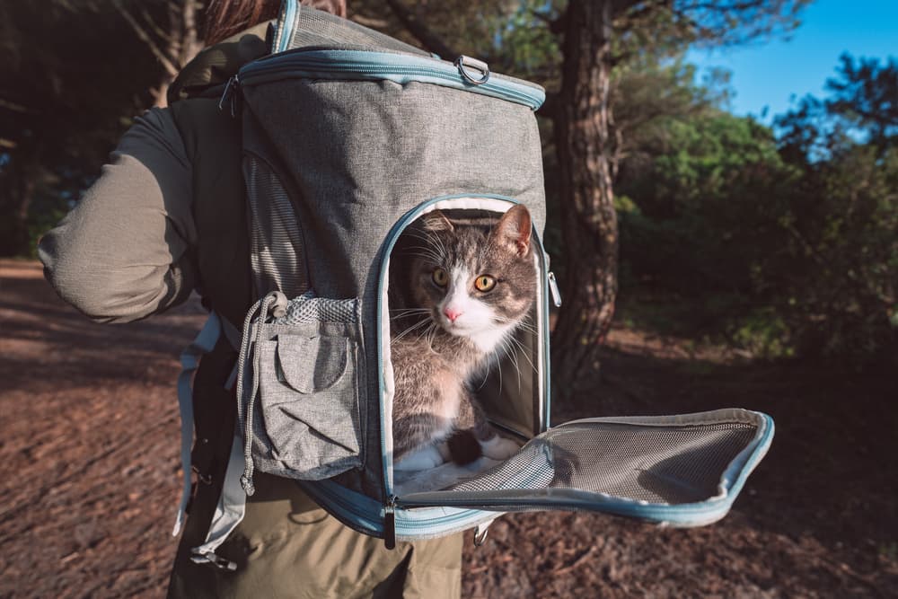 What to Know Before Buying a Cat Backpack - Pet Insurance Review