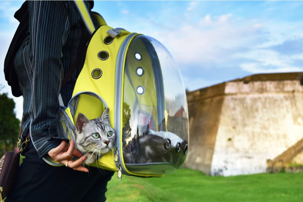 8 Best Cat Carriers of 2023 - Vetstreet