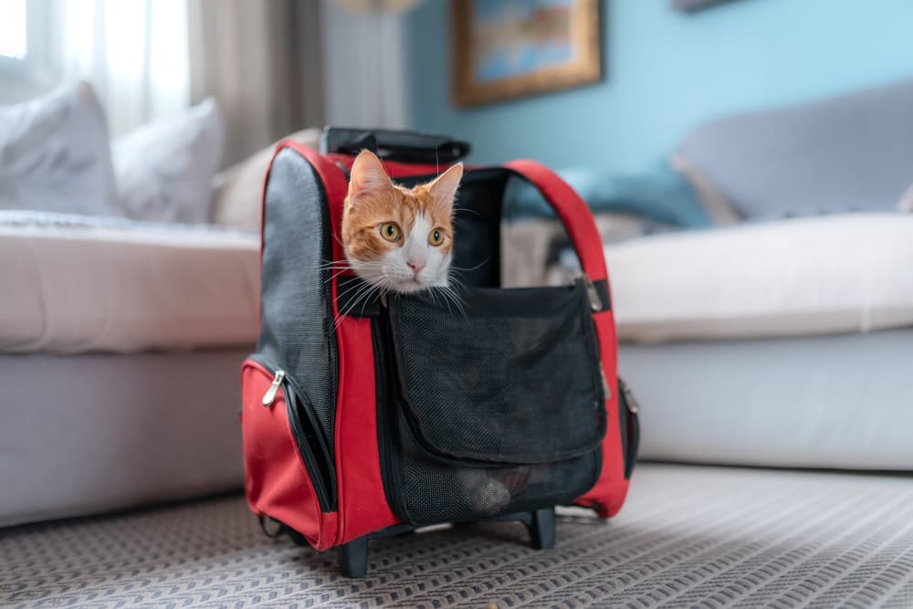 18 Best Cat Backpacks for Traveling Cats in 2022: Pet Carrier Backpacks  from PetAmi, Lollimeow, TexSens