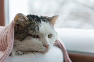 cute cat sitting resting