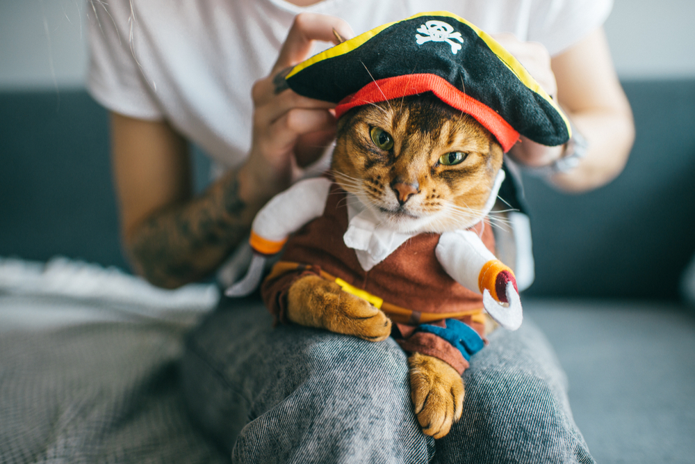 8 Best Halloween Costumes for Cats in 2024 Vetstreet Vetstreet