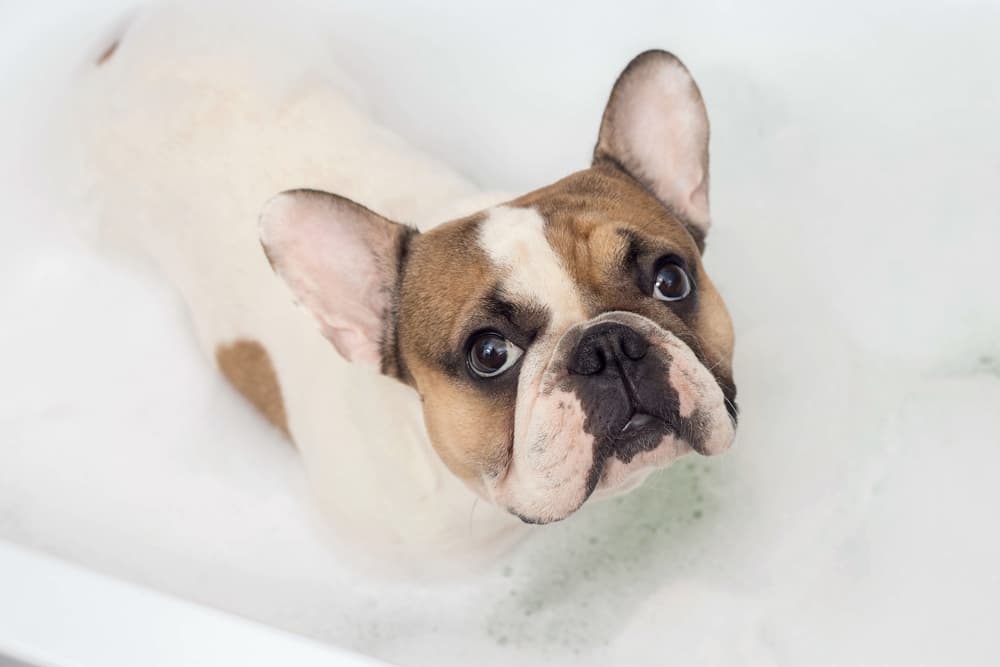 Extra Large Plastic Basin Washing Up Bowl Washbasin Animal Pet Dog Bath Tub