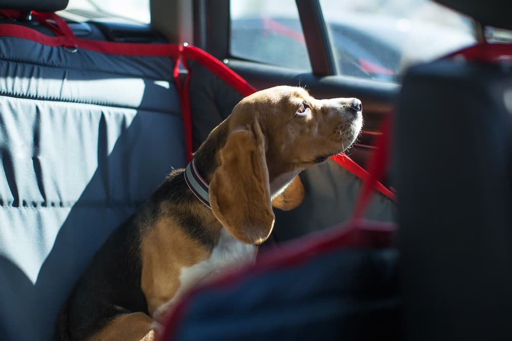 Heavy Duty Car Seat Hammock For Dogs – Pet Engineers