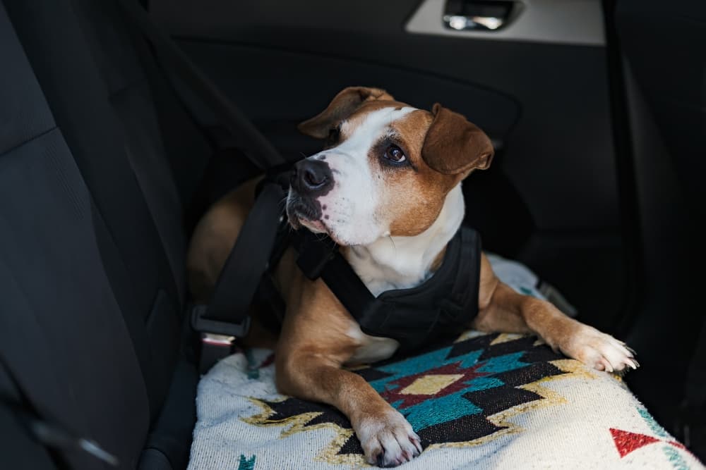 Bone Print Pet Car Seat Belt